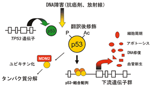 P53